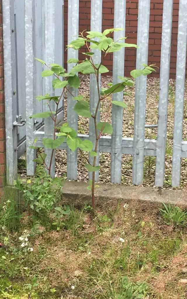 日本虎杖（Japanese Knotweed）